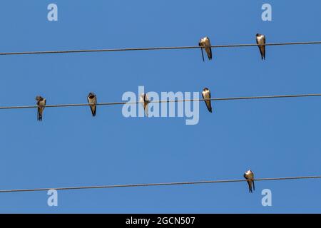 Fienile (Hirundo rustica) seduta su filo elettrico, Ungheria Foto Stock