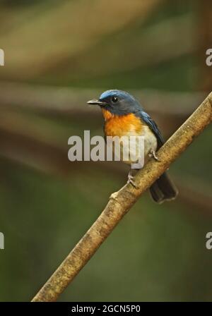 Indochinese Blue-flycatcher (Cyornis sumartrensis indocina) maschio adulto arroccato sul ramo Kaeng Krachan, Thailandia Novembre Foto Stock