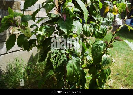 Foglie di pianta di Hibiscus fresche ma singole una foglia danneggiata e danneggiata da insetti che mangiano foglie e fori di crema in piante da fiore di hibiscus Foto Stock