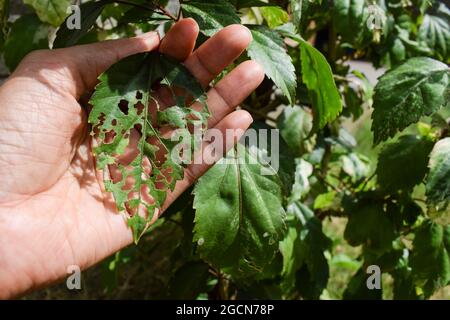 Palma femminile che tiene una grande foglia di Hibiscus foglie di pianta fresco ma singola una foglia danneggiata e danneggiata da insetti che mangiano foglie e creat buchi in hi Foto Stock