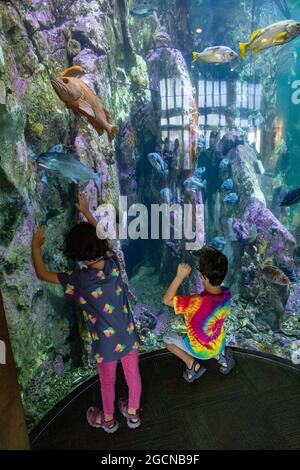 Ragazzo e ragazza che guarda il pesce in Tank, Seattle Aquarium, Washington state, USA Foto Stock