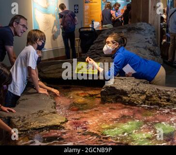 Bambini al touch Tank, Seattle Aquarium, Washington state, USA Foto Stock
