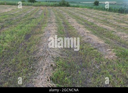 Campo di erba medica trattata ed essiccata pronta per essere utilizzata come concetto di alimentazione animale Foto Stock