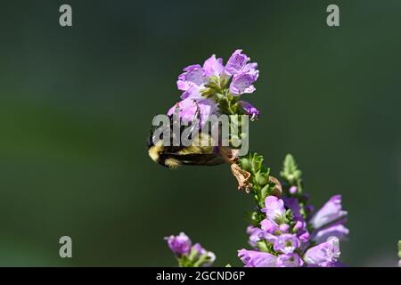 Bumblebee, membro del genere Bombus, fa parte di Apidae su fiori di piante obbedienti. Foto Stock