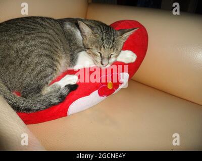 Adorabile gatto sta dormendo sul divano a Puerto Galera, nelle Filippine 25.12.2012 Foto Stock