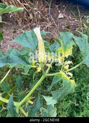 Lo stramonio di Datura comunemente chiamato Thorn Apple, o Snare di Devils. Fiori aperti di notte. Foto: Tony Gale Foto Stock