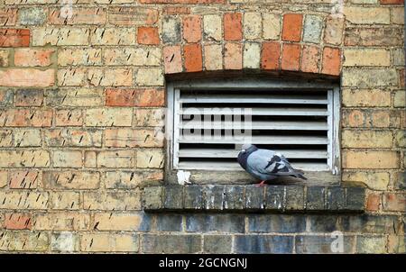 Pigeon seduto sul bordo della finestra di fronte alla finestra a doghe con vecchio muro di mattoni. Foto Stock