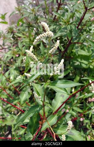 Il pollice della donna, il pollice della donna macchiato, Jesusplant, redshank, Floh-Knöterich, Persicaria maculosa, Polygonum persicaria, baracklevelű keserűfű, Ungheria Foto Stock