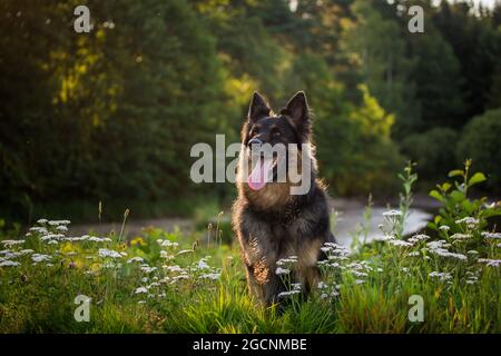 Cane pastore bohemian, cane pastore ceco, PES Chodksy seduto nel campo dei fiori Foto Stock