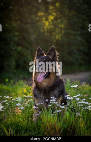 Cane pastore bohemian, cane pastore ceco, PES Chodksy seduto nel campo dei fiori Foto Stock