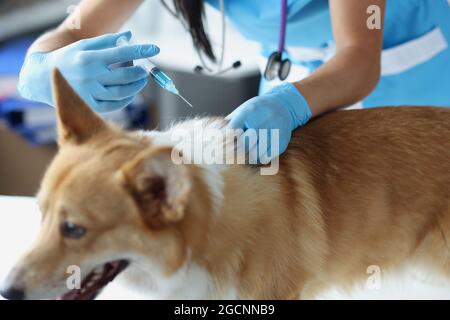 Medico veterinario che dà l'iniezione al cane in clinica Foto Stock