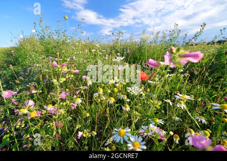Bel prato di fiori in Germania piantato per insetti Foto Stock