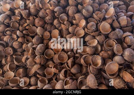 Sfondo di conchiglie di cocco Foto Stock