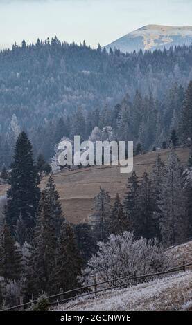 Inverno in arrivo. Pittoresca scena mattutina di nebbia e umoristica nella campagna montana tardo autunnale con brinzelo su erbe, alberi, pendii. Ucraina, Carpat Foto Stock