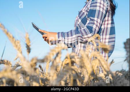 Primo piano di un tablet pc da donna che tocca le mani in gambi di grano. Agronomo che ricerca le orecchie di grano. Coltivatore che usa la tavoletta in campo di grano. Scienziato che lavora nel campo con tecnologia agricola . Foto Stock