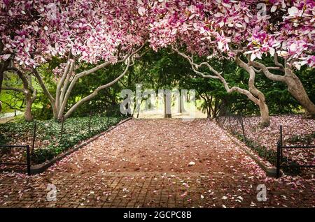 Magnolia fiorisce a Central Park, New York City, NY, USA Foto Stock