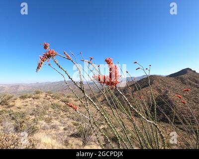 Fiori di cactus di Ocotillo (Fouquieria splendens) lungo l'Arizona Trail, Arizona, U. S. A. Foto Stock