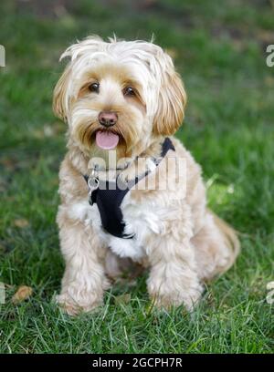 Cane Daisy maschio di 2 anni. Ci sono tre razze di cani che compongono il cane Daisy – la Fresse Bichon, Poodle, e lo Shih-tzu. Foto Stock