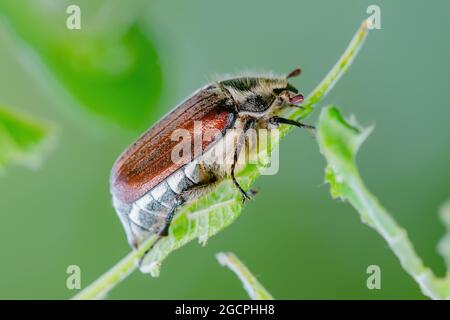 Cockchafer Melolontha può Beetle Bug Macro di insetti Foto Stock