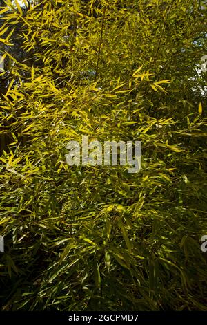 Un'immagine esterna di un giardino giapponese del Pacifico nord-occidentale Foto Stock