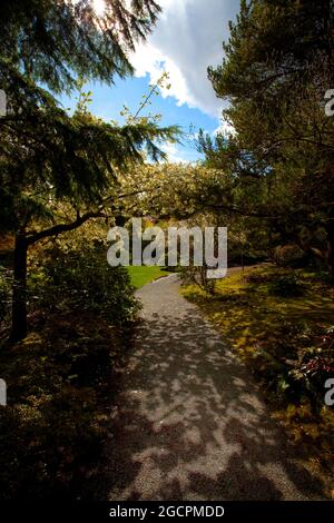 Un'immagine esterna di un giardino giapponese del Pacifico nord-occidentale Foto Stock