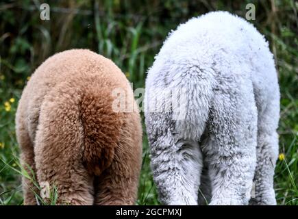 02 agosto 2021, Brandeburgo, Vielitzsee/OT Strubensee: Alpaca si trova nel pascolo presso la sede dell'allevamento di alpaca "alpaca nigra". Dal 2009, un allevamento di circa 70 animali si è riunito. Oltre alla visita guidata della fattoria, sono state offerte passeggiate alpaca in piccoli gruppi fino a otto animali da quest'anno. Tra le altre cose, i prodotti realizzati con la lana d'alpaca particolarmente morbida possono essere acquistati nel negozio dell'azienda. Foto: Britta Pedersen/dpa-Zentralbild/ZB Foto Stock