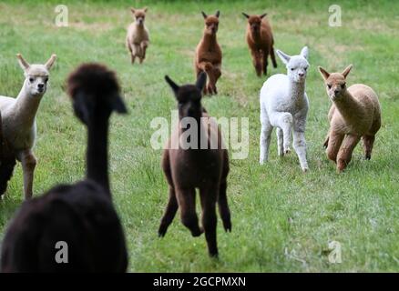 02 agosto 2021, Brandeburgo, Vielitzsee/OT Strubensee: I foals di alpaca corrono attraverso i terreni della fattoria di alpaca 'alpaca nigra'. Da quando l'azienda è stata fondata dodici anni fa, un allevamento di circa 70 animali si è riunito. Oltre alla visita guidata della fattoria, sono state offerte passeggiate alpaca in piccoli gruppi fino a otto animali da quest'anno. Tra le altre cose, i prodotti realizzati con la lana d'alpaca particolarmente morbida possono essere acquistati nel negozio dell'azienda. Foto: Jens Kalaene/dpa-Zentralbild/ZB Foto Stock