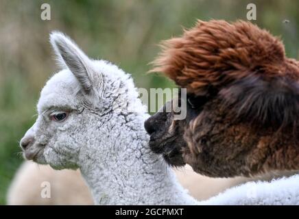 02 agosto 2021, Brandeburgo, Vielitzsee/OT Strubensee: Un foal alpaca sta pascolando con la madre nei locali dell'allevamento alpaca "Alpaca nigra". Dal 2009, un allevamento di circa 70 animali si è riunito. Oltre alla visita guidata della fattoria, sono state offerte passeggiate alpaca in piccoli gruppi fino a otto animali da quest'anno. Tra le altre cose, i prodotti realizzati con la lana d'alpaca particolarmente morbida possono essere acquistati nel negozio dell'azienda. Foto: Britta Pedersen/dpa-Zentralbild/ZB Foto Stock