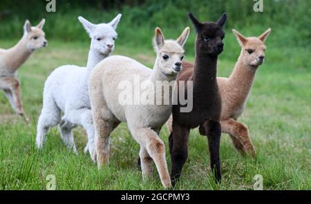 02 agosto 2021, Brandeburgo, Vielitzsee/OT Strubensee: I foals di alpaca corrono attraverso i terreni della fattoria di alpaca 'alpaca nigra'. Da quando l'azienda è stata fondata dodici anni fa, un allevamento di circa 70 animali si è riunito. Oltre alla visita guidata della fattoria, sono state offerte passeggiate alpaca in piccoli gruppi fino a otto animali da quest'anno. Tra le altre cose, i prodotti realizzati con la lana d'alpaca particolarmente morbida possono essere acquistati nel negozio dell'azienda. Foto: Jens Kalaene/dpa-Zentralbild/ZB Foto Stock