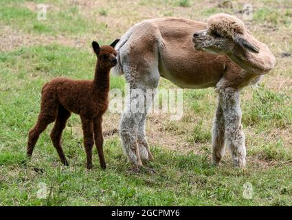 02 agosto 2021, Brandeburgo, Vielitzsee/OT Strubensee: Un'alpaca foal si erge con la madre nei locali della fattoria alpaca 'Alpaca nigra'. Da quando l'azienda è stata fondata dodici anni fa, un allevamento di circa 70 animali si è riunito. Oltre alla visita guidata della fattoria, sono state offerte passeggiate alpaca in piccoli gruppi fino a otto animali da quest'anno. Tra le altre cose, i prodotti realizzati con la lana d'alpaca particolarmente morbida possono essere acquistati nel negozio dell'azienda. Foto: Jens Kalaene/dpa-Zentralbild/ZB Foto Stock