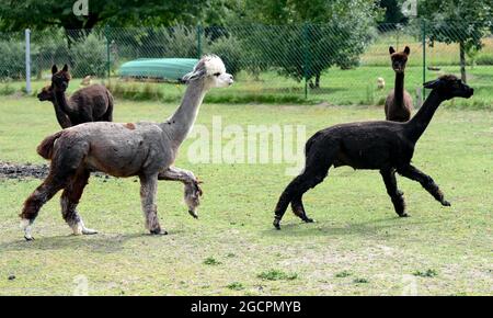 02 agosto 2021, Brandeburgo, Vielitzsee/OT Strubensee: Stalloni alpaca corrono attraverso i terreni della fattoria alpaca 'alpaca nigra'. Da quando l'azienda è stata fondata dodici anni fa, un allevamento di circa 70 animali si è riunito. Oltre alla visita guidata della fattoria, sono state offerte passeggiate alpaca in piccoli gruppi fino a otto animali da quest'anno. Tra le altre cose, i prodotti realizzati con la lana d'alpaca particolarmente morbida possono essere acquistati nel negozio dell'azienda. Foto: Jens Kalaene/dpa-Zentralbild/ZB Foto Stock