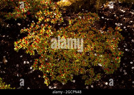 Un'immagine esterna di un giardino giapponese del Pacifico nord-occidentale Foto Stock