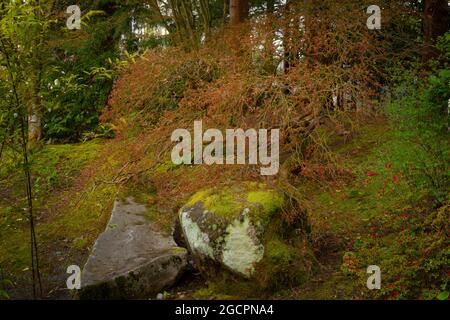 Un'immagine esterna di un giardino giapponese del Pacifico nord-occidentale Foto Stock