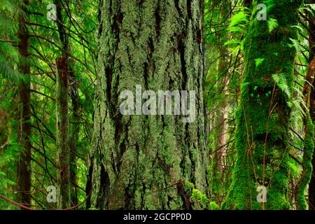 Un'immagine esterna di una foresta pluviale del Pacifico nord-occidentale con vecchi alberi di abete Douglas in crescita Foto Stock