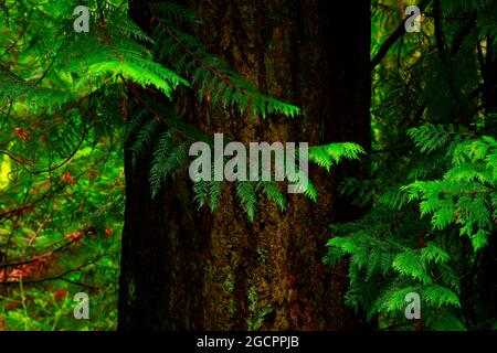 Un'immagine esterna di una foresta pluviale del Pacifico nord-occidentale con vecchi alberi di abete Douglas in crescita Foto Stock