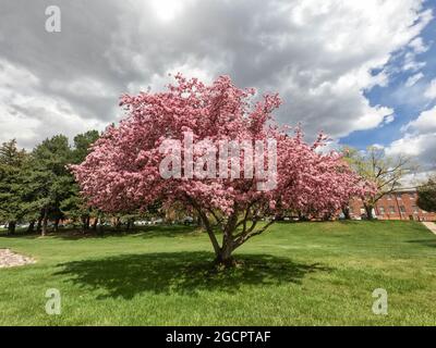 Fiori di ciliegio a Flagstaff, Arizona, Stati Uniti Foto Stock
