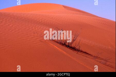 VEGETAZIONE TRA LE DUNE DI SABBIA, GIACIMENTI DI GAS MOOMBA, AUSTRALIA MERIDIONALE. LA CITTÀ DI MOOMBA SI TROVA SULLA PISTA STZELECKI.LANDSCAPES Foto Stock