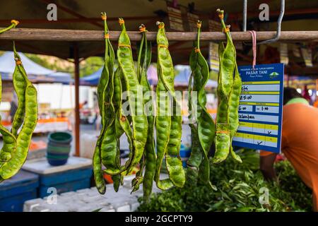 I fagioli di Parkia speciosa o di Stink sono appesantiti per la visualizzazione nella parte anteriore della bancarella nel mercato. Il fagiolo puzzolente o il fagiolo a grappolo intrecciato ha un alto livello di qualità Foto Stock