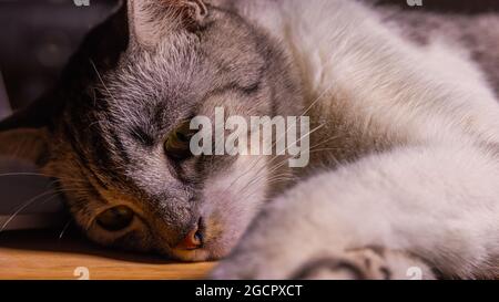 Un gatto si trova su una scrivania di legno e quasi si addormenta. Il gattino con pelliccia bianca e nera riposa rilassato. Primo piano di un animale domestico con il giallo Foto Stock