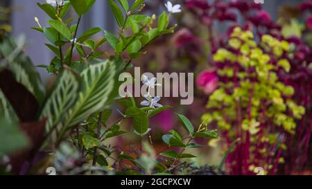 Due fiori bianchi tra foglie verdi gialle. Cattura nitida di piccoli fiori. Fiori bianchi che fioriscono in un cespuglio di piante verdi e gialle. Foto Stock