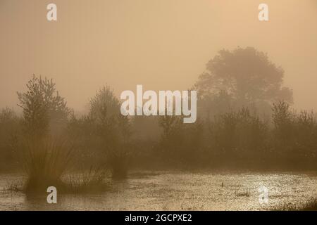 Rehdener-Geestmoor, acque di palude con formazione di nebbia, alba, bassa Sassonia, Germania Foto Stock