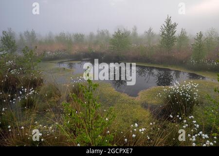 Rehdener-Geestmoor, nebbia, acqua di palude circondato da alberi di betulla e erba di cotone, bassa Sassonia, Germania Foto Stock