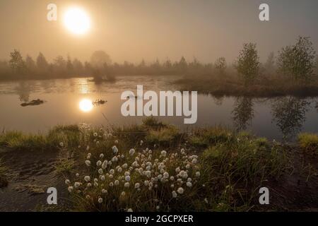 Rehdener-Geestmoor, lago boschivo circondato da alberi di betulla e erba di cotone, alba, riflesso in acqua, nebbia, bassa Sassonia, Germania Foto Stock