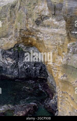 Uccelli riproduttori nelle scogliere di Londrangar, Snaefellsbaer, Vesturland, Islanda Foto Stock