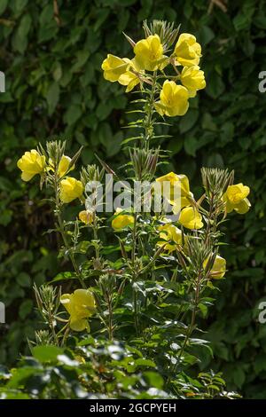 Fioritura Primula serale comune (Oenotera biennis), Baviera, Germania Foto Stock