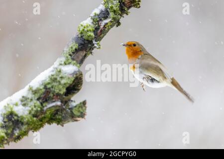 Rapina europea (Erithacus ruboecula) in caduta di neve, che vola come un colibrì ad una stazione di alimentazione, la Germania Foto Stock