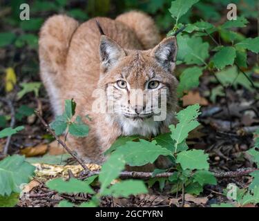 Lince eurasiatica (Felis lynx), Foresta Bavarese NP, Germania Foto Stock