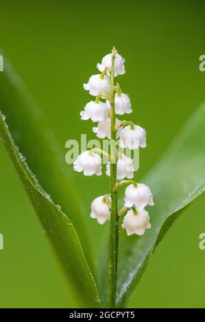 Giglio della valle (Convallaria majalis) con rugiada mattutina, Germania Foto Stock