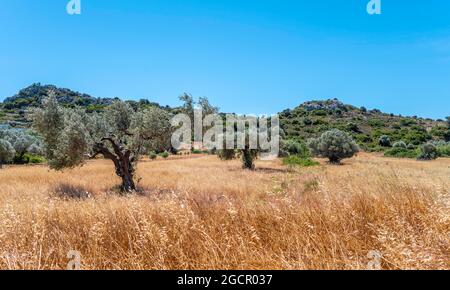 Olivi in un prato con erba secca, Rodi, Dodecanese, Grecia Foto Stock