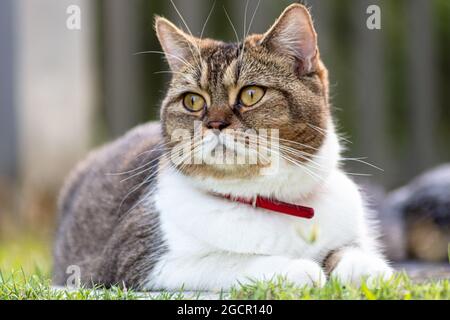 Gatto femmina adulto che posa nell'erba del giardino. Un ritratto ravvicinato di un gatto. Cute femmina gatto chill out in erba e godendo il sole. Un primo piano por Foto Stock